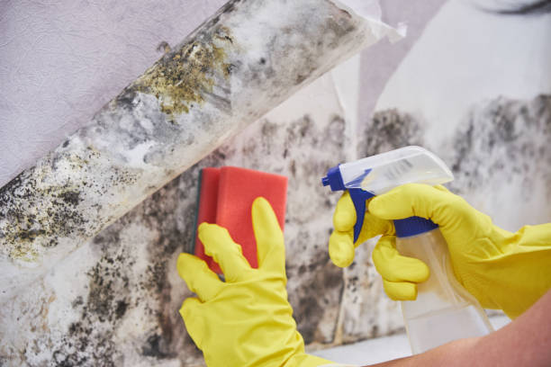 Best Mold Documentation for Insurance Claims  in Delmar, MD